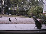Michael the cat proves he doesn't eat bird