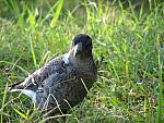 IMG_2631.JPG