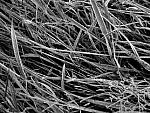 Frosted Grass