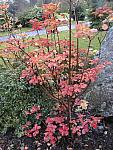 The Japanese Garden, detail