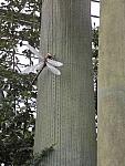 Giant dragon fly