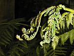 Fern fronds