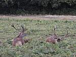 Red Deer
