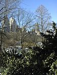 City Through trees