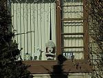 Window decorations